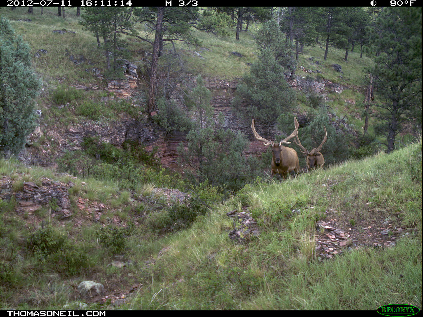 Trailcam picture of elk, Wind Cave National Park, July 11.  Click for next photo.