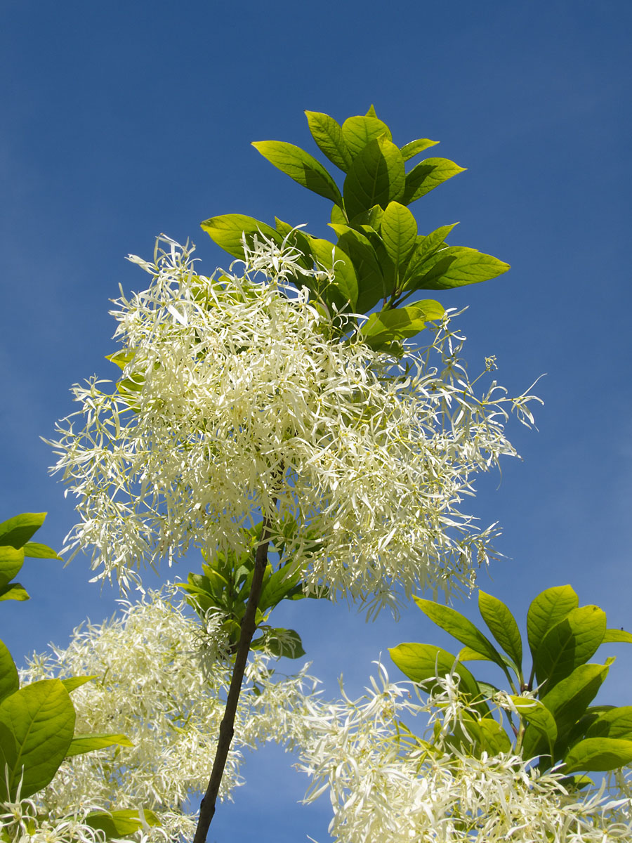 White Fringetree, Queens Botanic Garden, New York, May 2012.  Click for next photo.