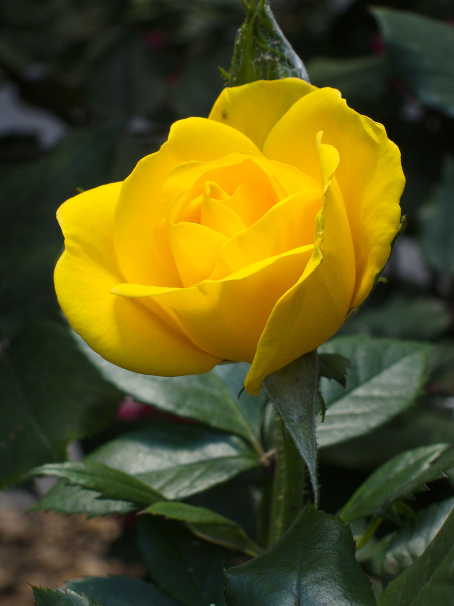 A yellow rose grows on 2nd Avenue, New York.  Click for next photo.