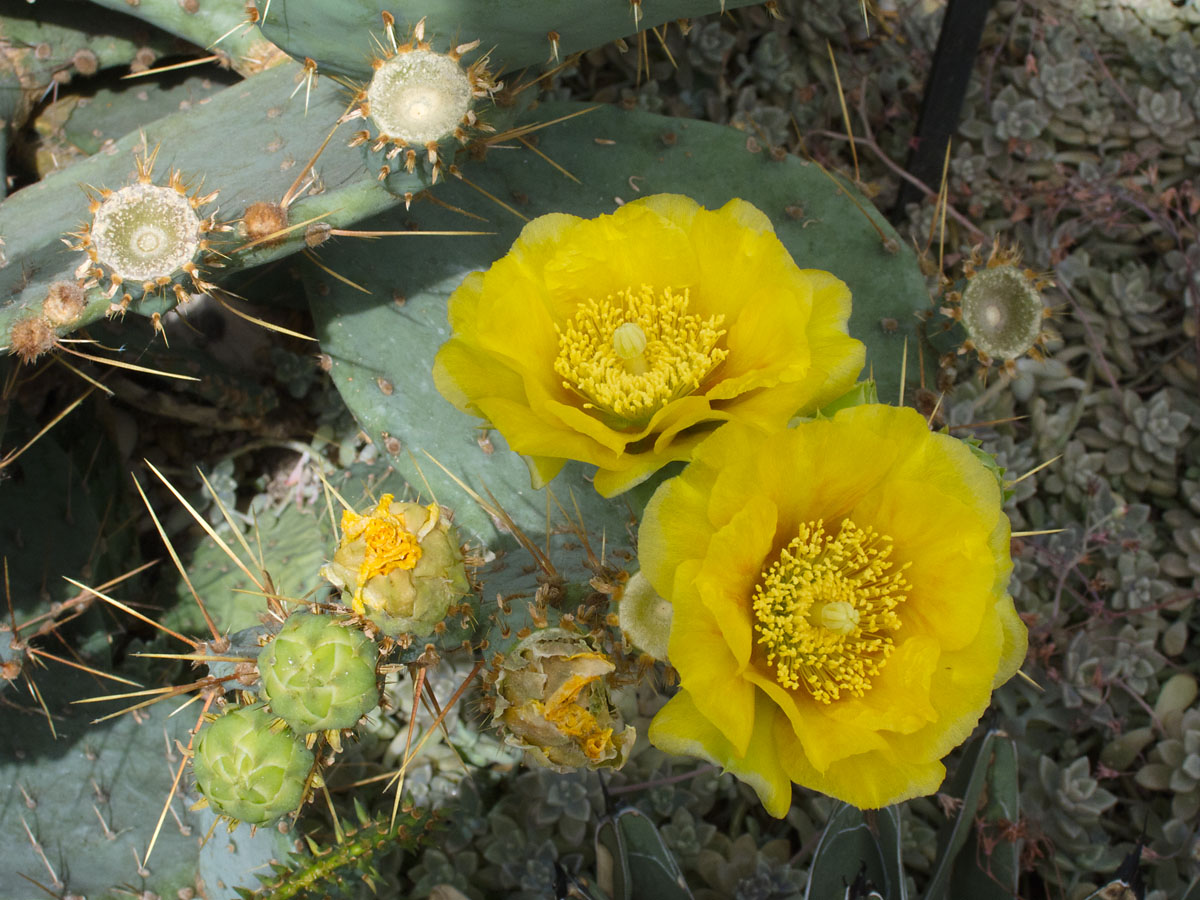 Cactus flowers, New York Botanical Garden.  Click for next photo.