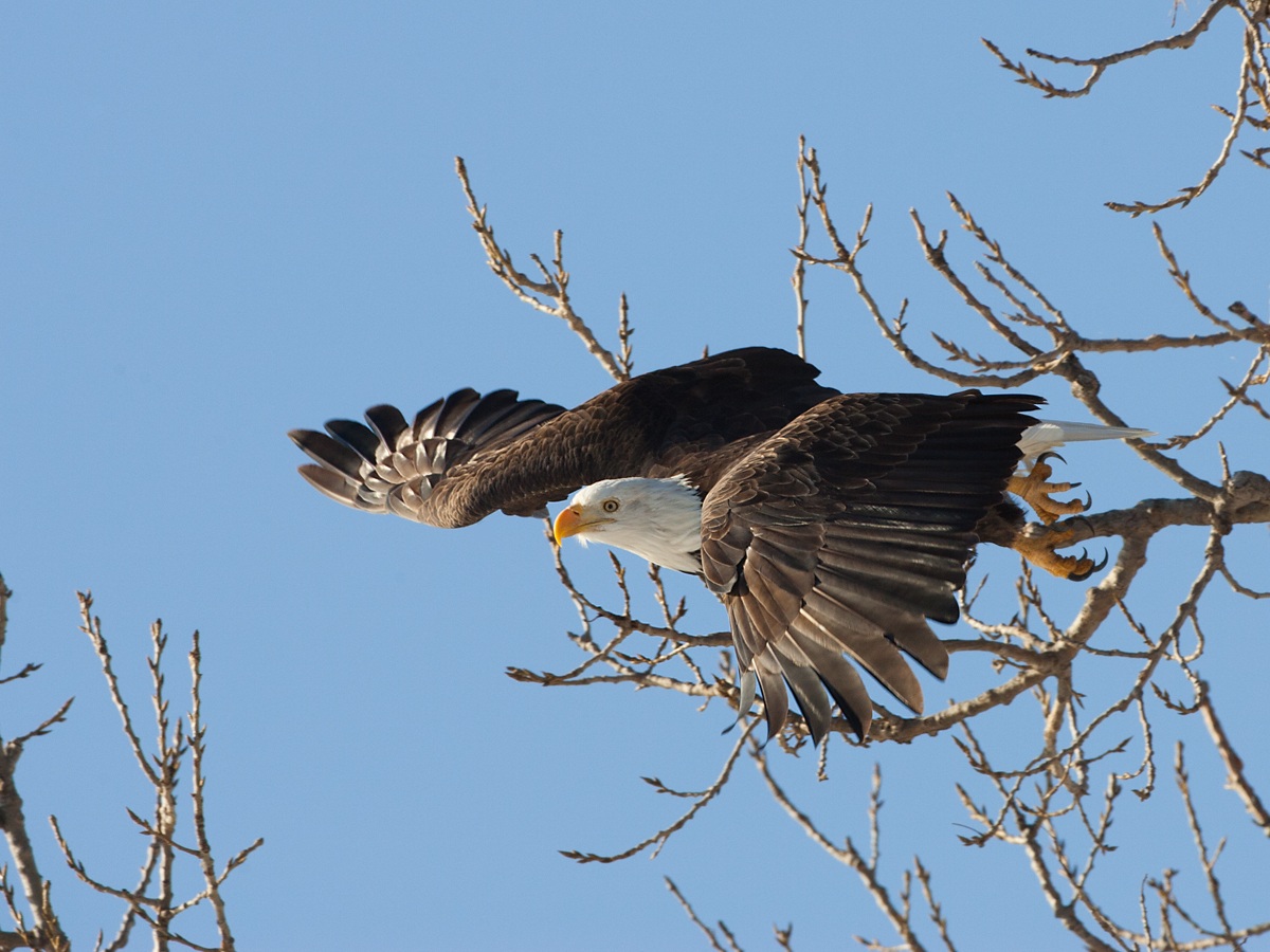 Bald Eagle, Keokuk, Iowa, January 2012.  Click for next photo.