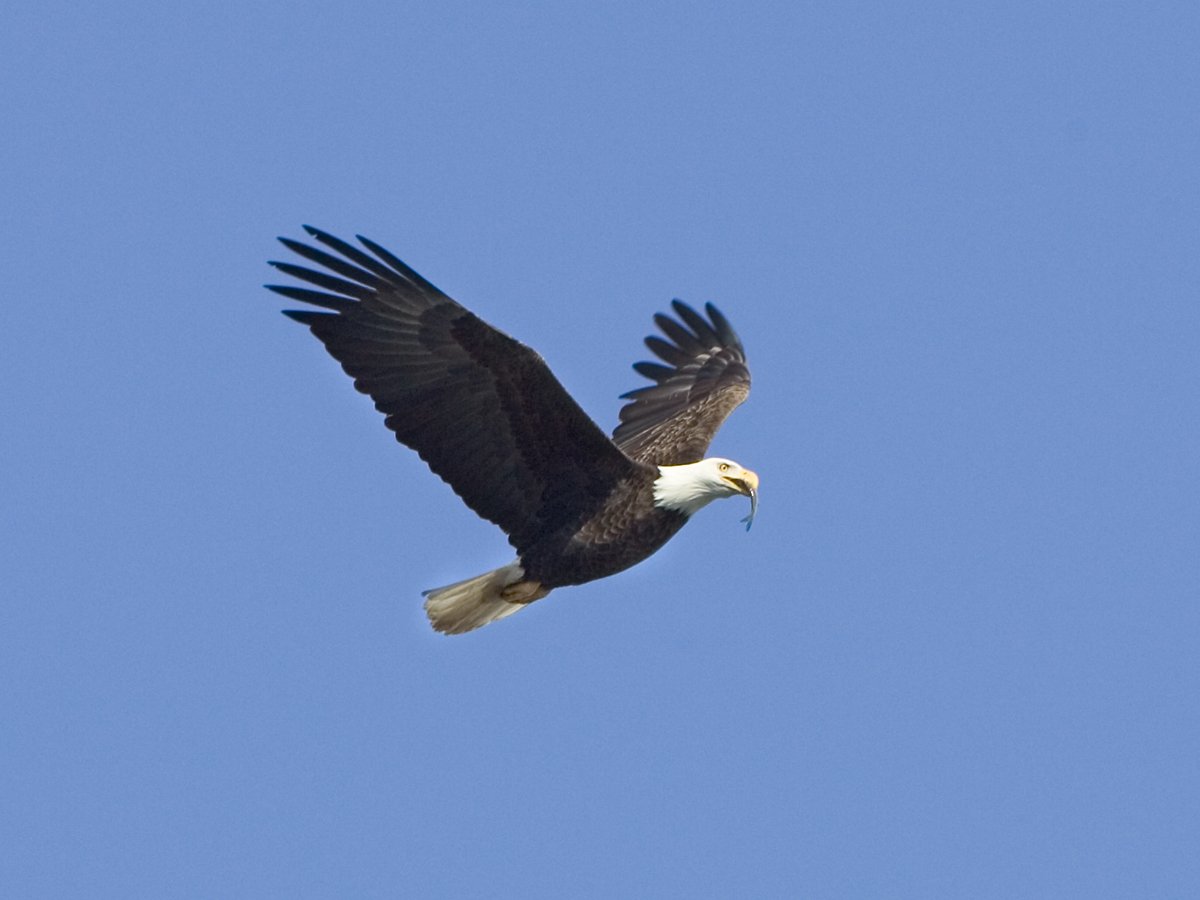 Eagle with a fish, Lock and Dam 18, Iowa/Illinois, January 2012.  Click for next photo.