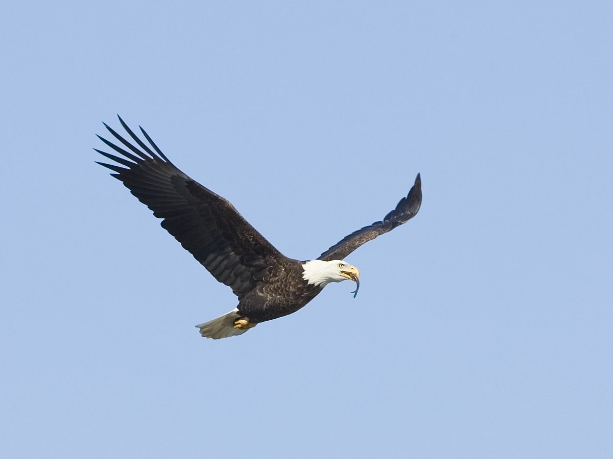 Eagle with a fish, Lock and Dam 18, Iowa/Illinois, January 2012.  Click for next photo.