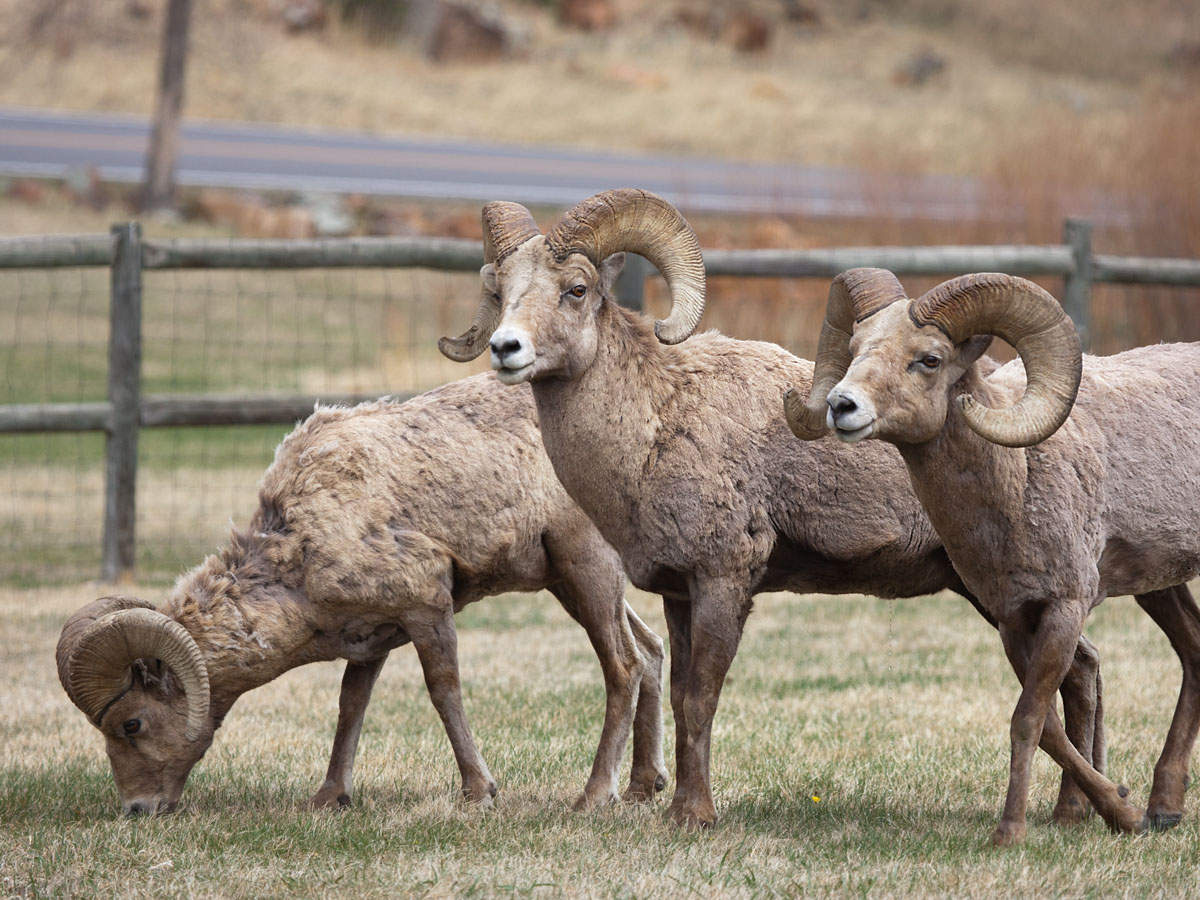 Bighorns, Custer State Park.  Click for next photo.