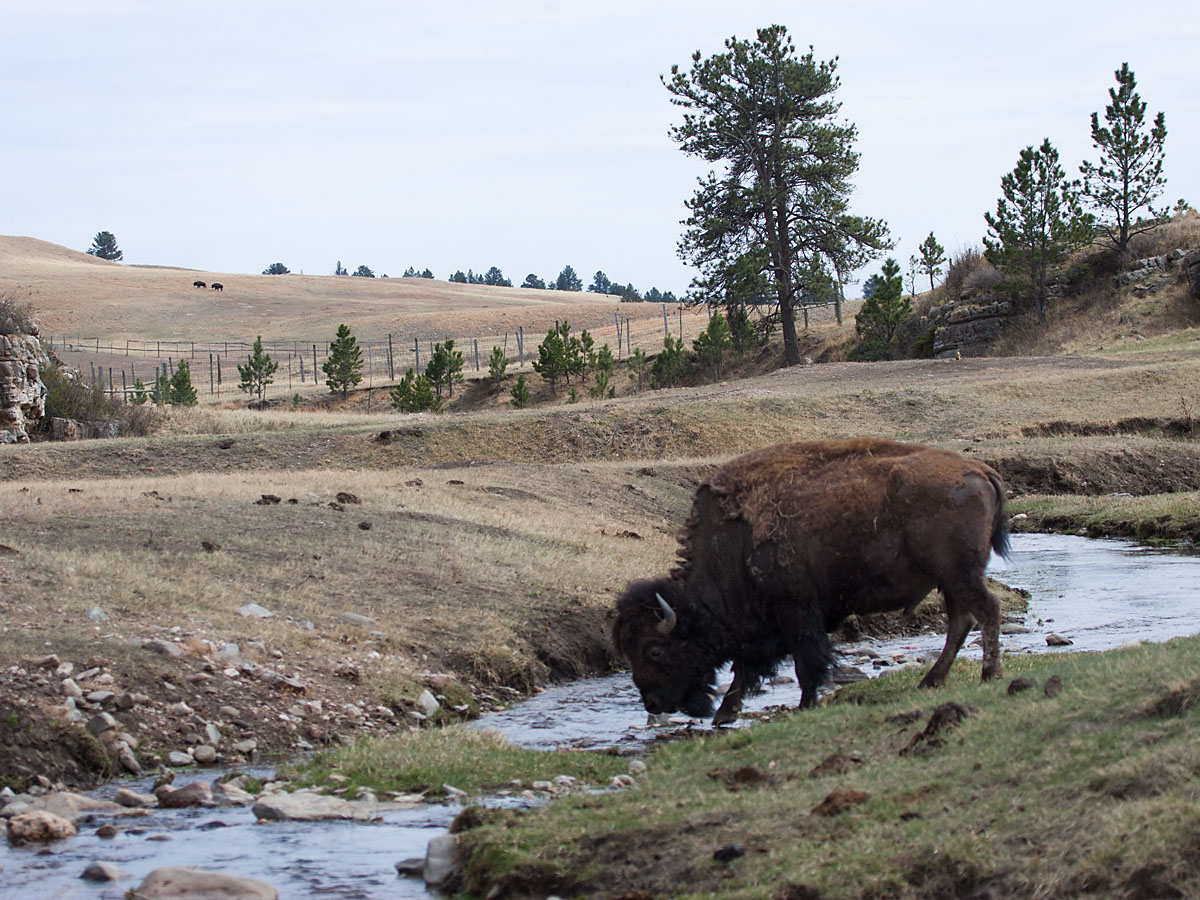 Bison getting a drink, Wind Cave National Park.  Click for next photo.