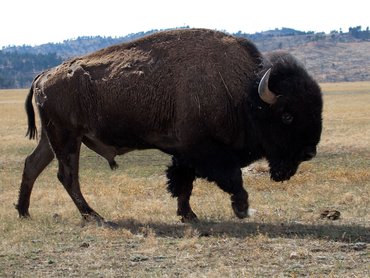Bison, Wind Cave National Park.  Click for next photo.