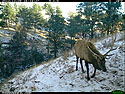 Elk, trailcam photo from Dec. 9, 2012, Wind Cave National Park, South Dakota.