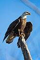 Bald eagle, Squaw Creek National Wildlife Refuge, Missouri, December.  