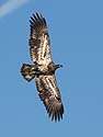 Bald eagle (juvenile), Squaw Creek National Wildlife Refuge, Missouri, December.  
