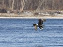 Eagle over the river, Lock and Dam 18, Iowa/Illinois, January 2012.