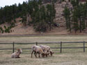 Bighorns, Custer State Park, April 2012.