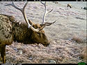 Elk, trail camera in Wind Cave National Park.