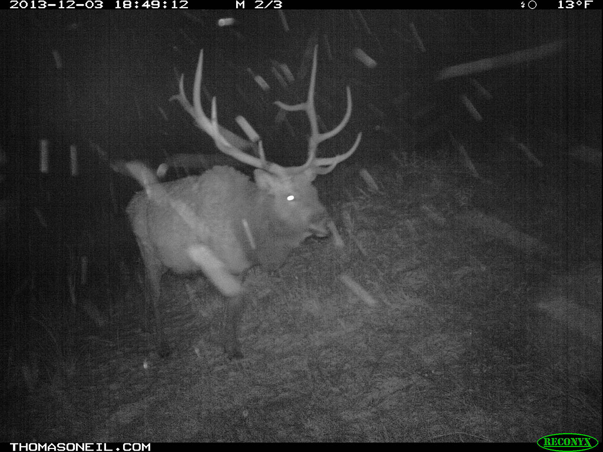 Elk on trail camera, Wind Cave National Park, South Dakota, Dec. 3, 2013.