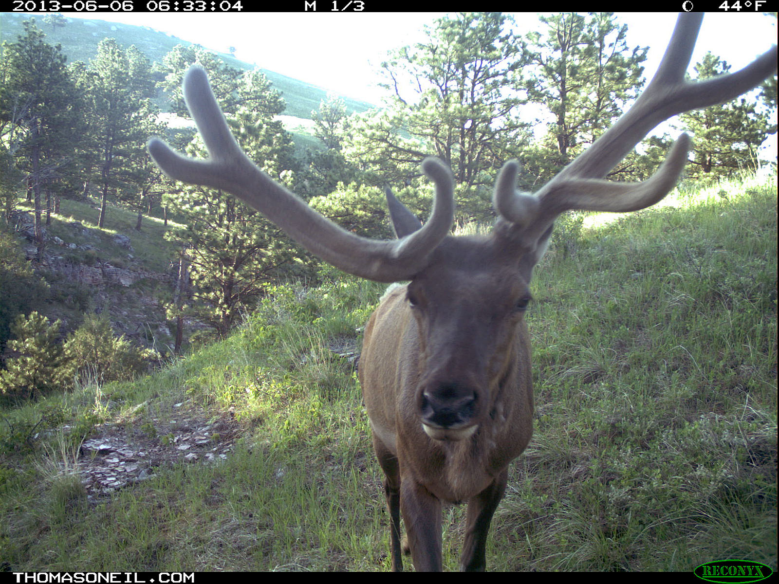 Lopsided antlers, elk on trail camera, Wind Cave National Park, South Dakota, June 6, 2013.  Click for next photo.