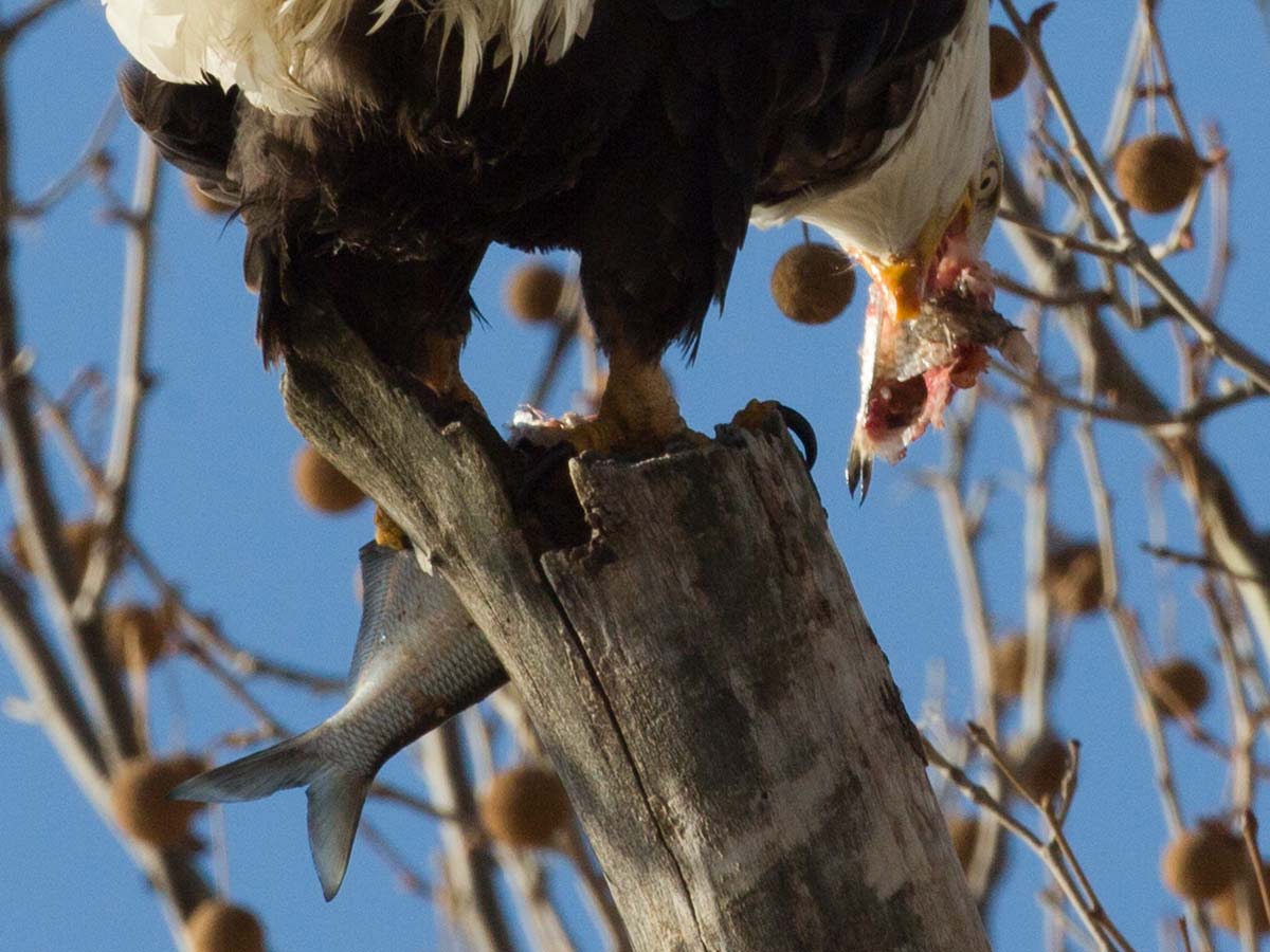 Bald eagle tearing apart a fish, Ft. Madison, Iowa.  Click for next photo.