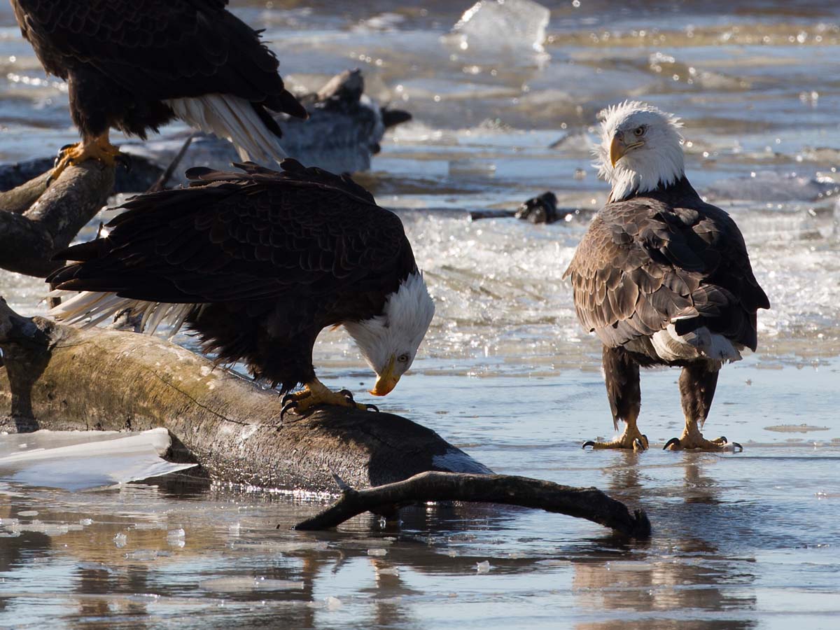 Eagles on the frozen Mississippi River shore, Ft. Madison, Iowa, January 2013.  Click for next photo.
