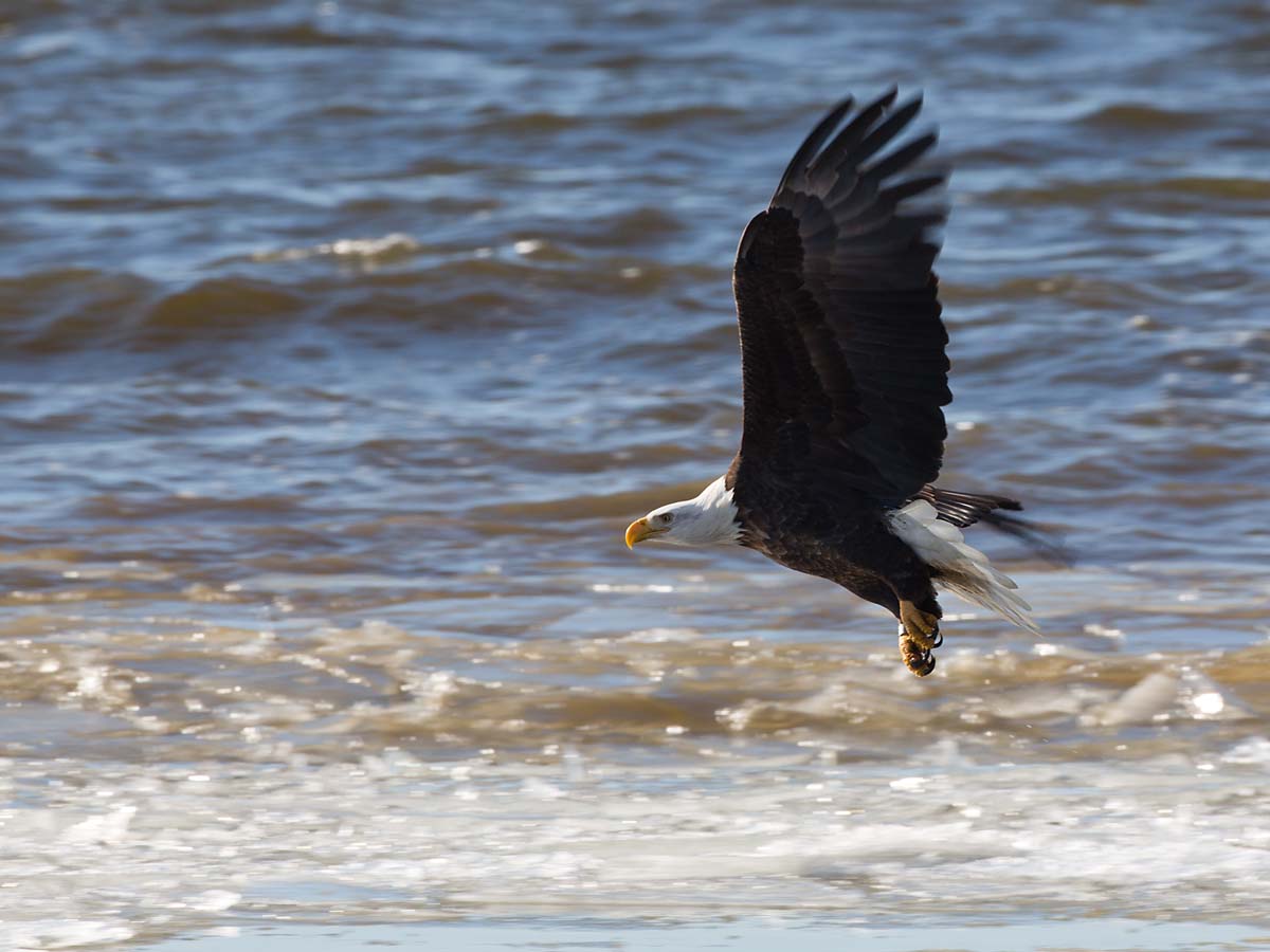 Mississippi River eagles Photos on