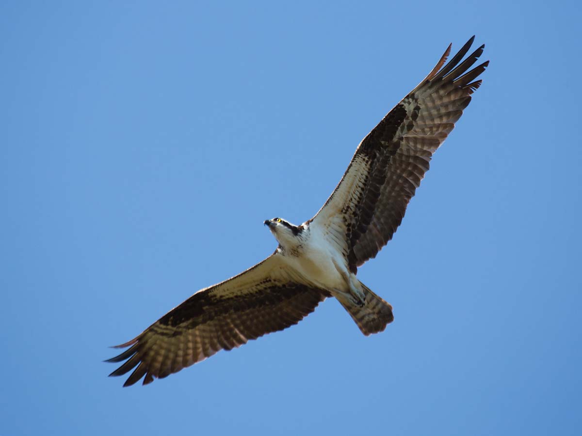 Osprey, Honeymoon Island State Park, Florida.    Click for next photo.