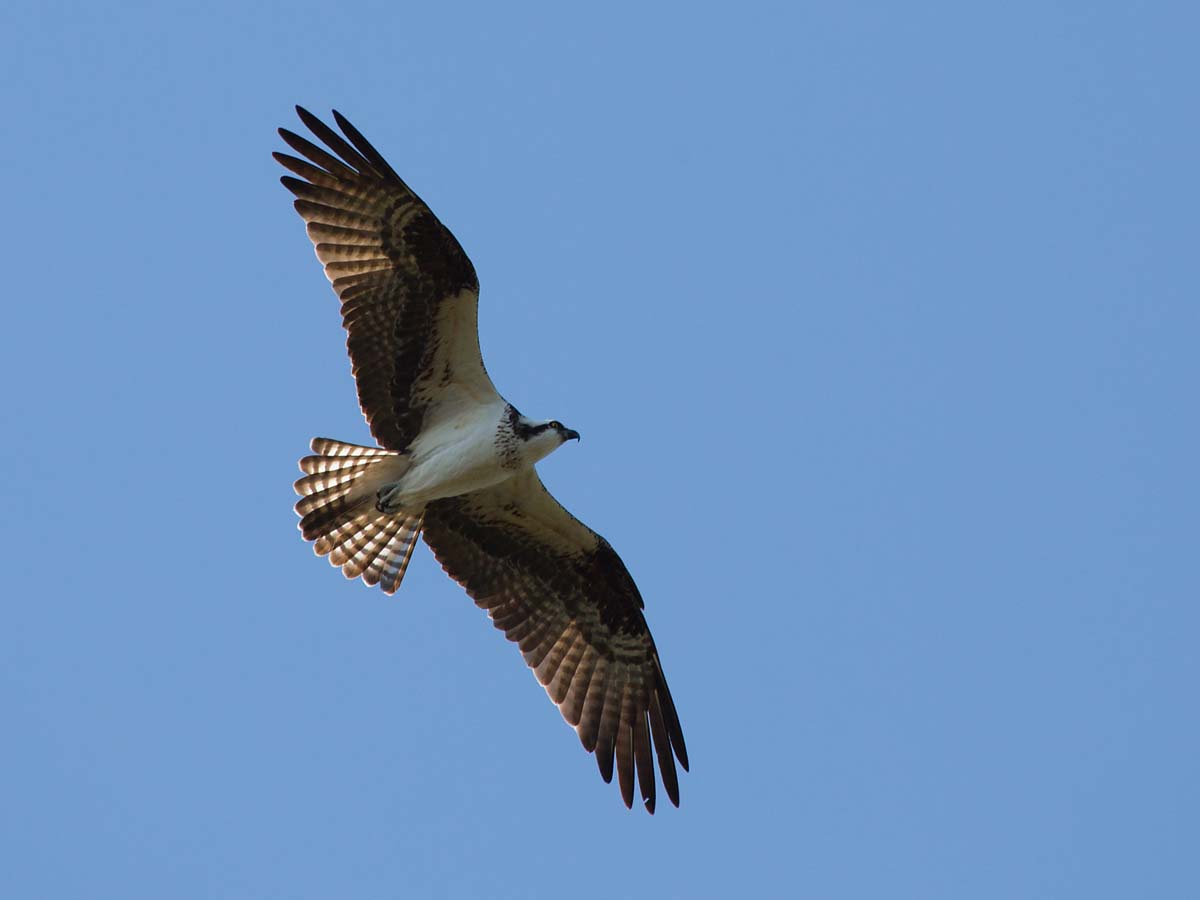 Osprey, Honeymoon Island State Park, Florida.    Click for next photo.