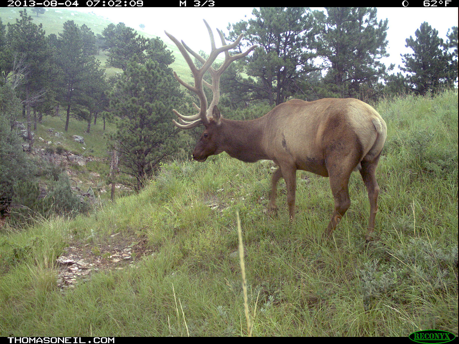 Elk on trail camera, Wind Cave National Park, South Dakota, August 8, 2013.