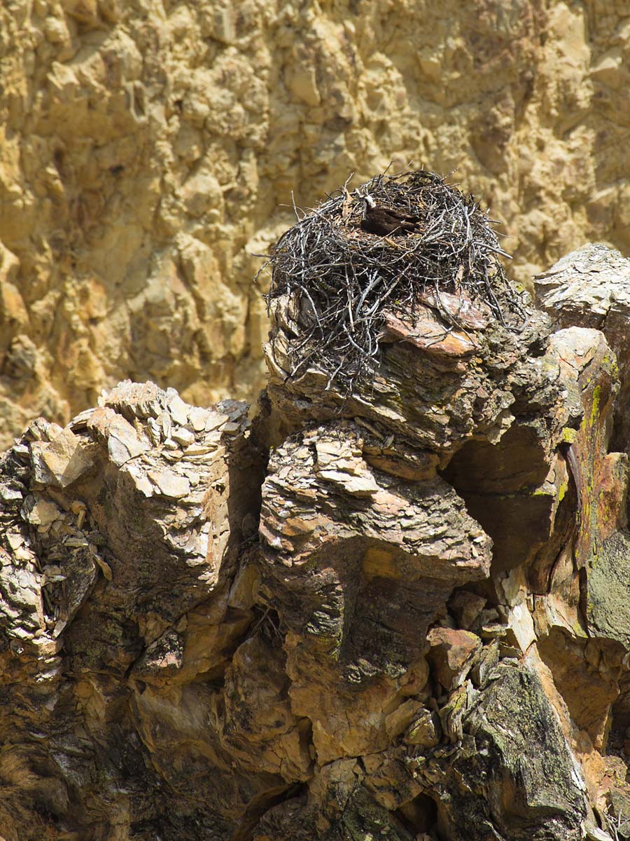An osprey nest on a prominence in the Grand Canyon of the Yellowstone, June 2013.  Click for next photo.