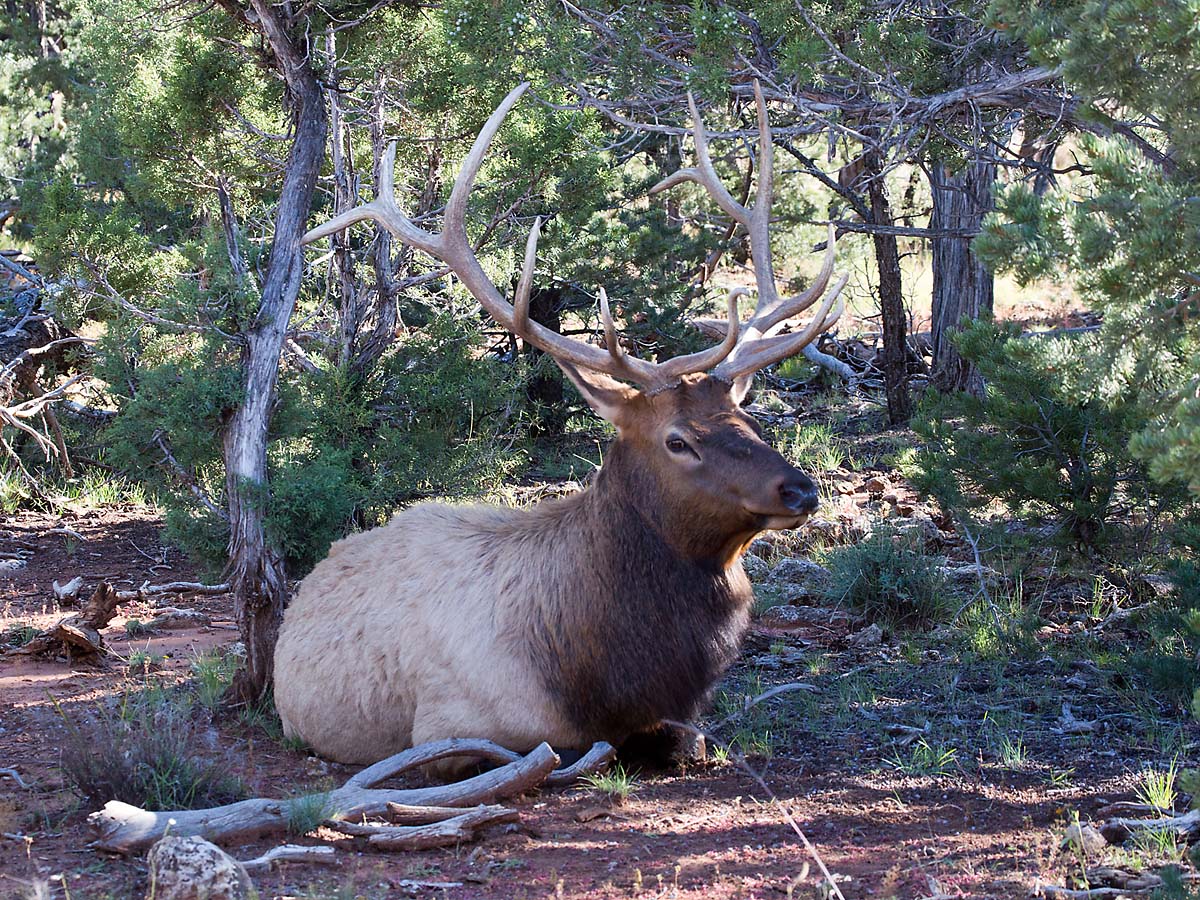 Bull elk hanging around the visitor�s center at Grand Canyon National Park.  Click for next photo.