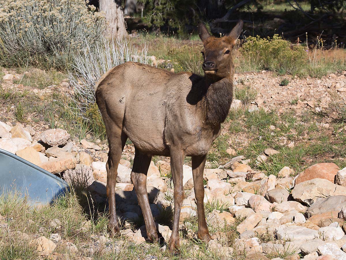 Elk near the visitors center at Grand Canyon National Park.  Click for next photo.