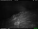 Coyote on trail camera, Wind Cave National Park, South Dakota.