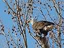Bald eagle, Ft. Madison, Iowa, January 2013.