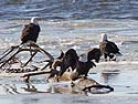 Bald eagles on the frozen Mississippi River shore, Ft. Madison, Iowa, January 2013.