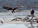Bald eagles on the frozen Mississippi River shore, Ft. Madison, Iowa, January 2013.