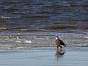 Bald eagle on the frozen Mississippi River shore, Ft. Madison, Iowa, January 2013.