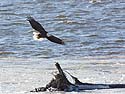 Bald eagle on the frozen Mississippi River shore, Ft. Madison, Iowa, January 2013.