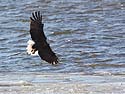 Bald eagle over the Mississippi River, Ft. Madison, Iowa.