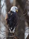 Bald eagle at Lock and Dam 18, Oquawka, Illinois, January 2013.