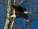 Bald eagle, Ft. Madison, Iowa, January 2013.