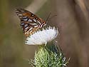 Butterfly, Ding Darling NWR, Sanibel Island, Florida.  