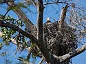 Eagles Nest, Big Cypress Bend, Florida.  