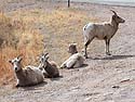 Bighorn ewes lounging by the side of the highway, Custer State Park, South Dakota.