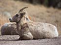 Bighorn ewes lounging by the side of the highway, Custer State Park, South Dakota.