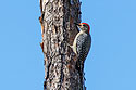 Red-bellied Woodpecker, Honeymoon Island State Park, Florida.  