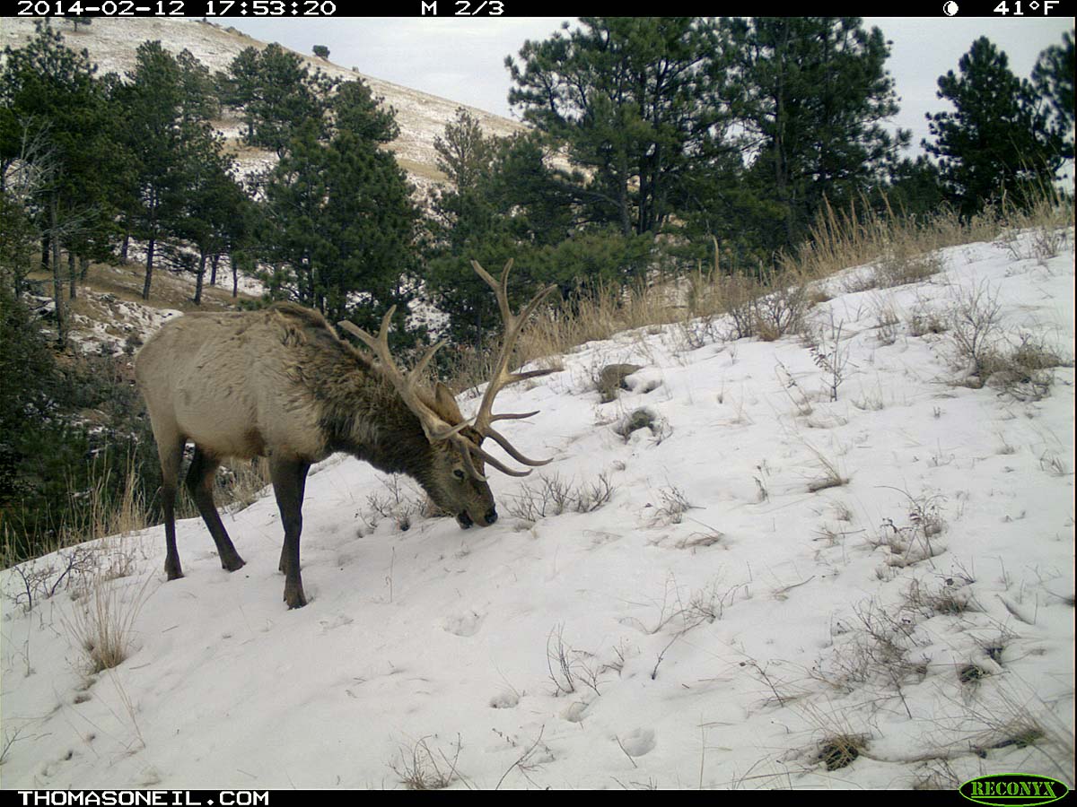 Elk on trail camera, Wind Cave National Park, South Dakota, Feb. 12, 2014.