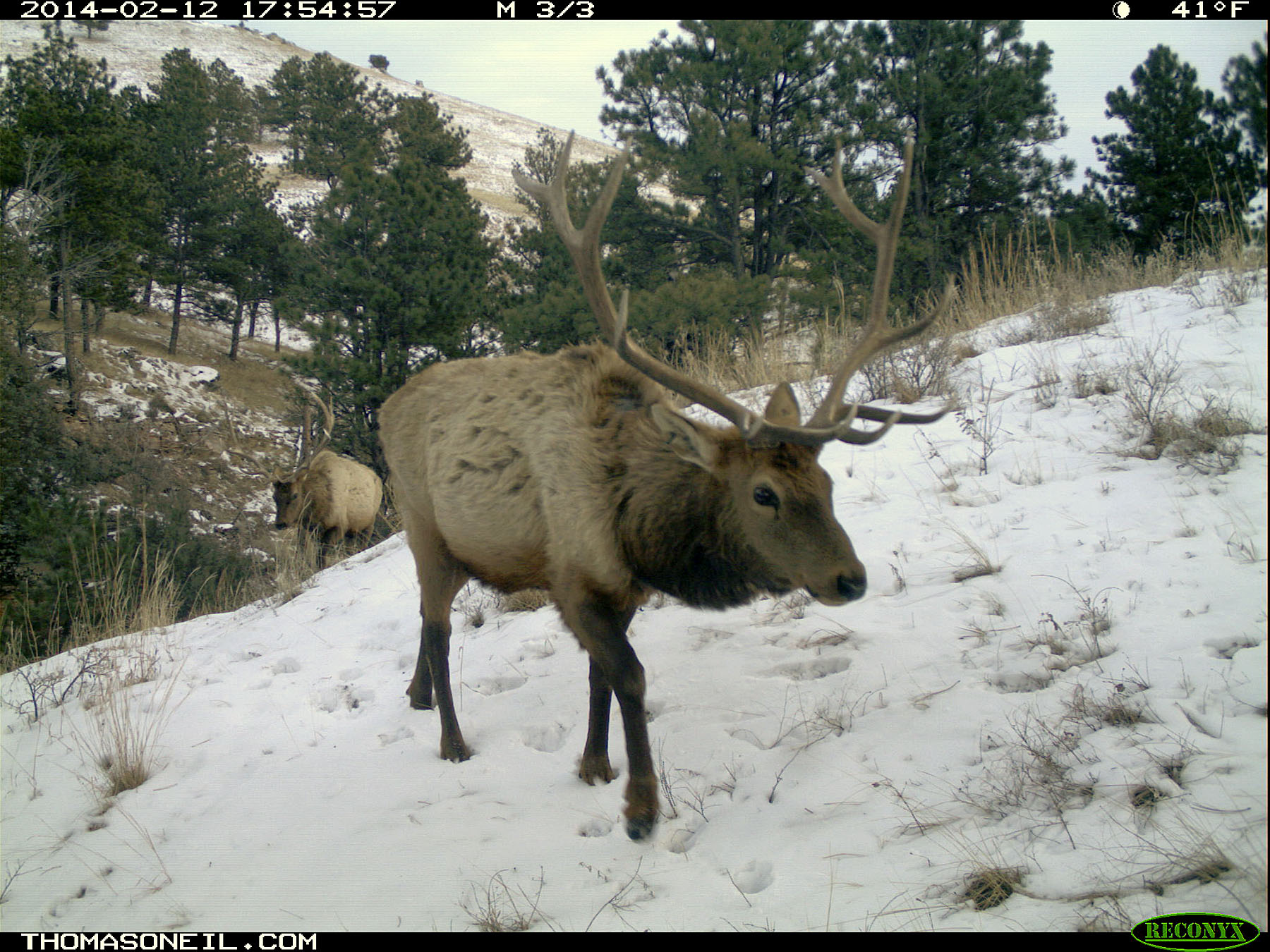 Elk on trail camera, Wind Cave National Park, South Dakota, Feb. 12, 2014.