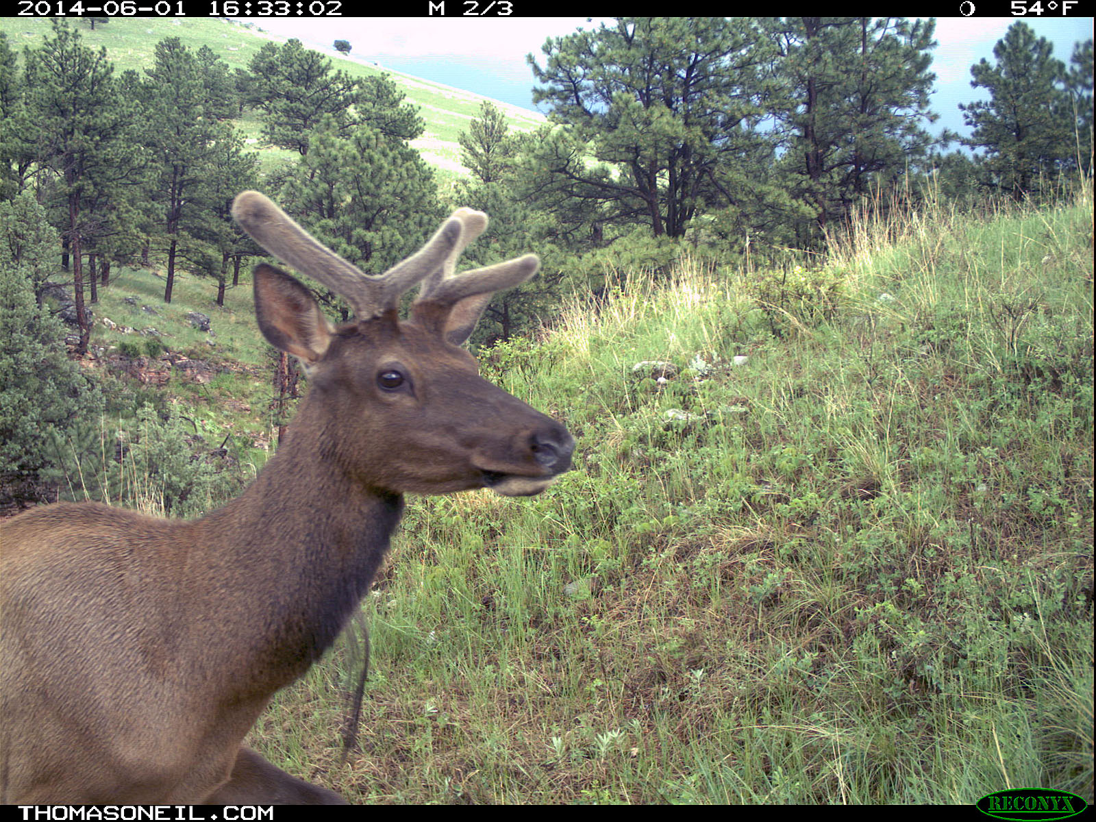 Elk on Reconyx trailcam, Wind Cave National Park.  Click for next photo.