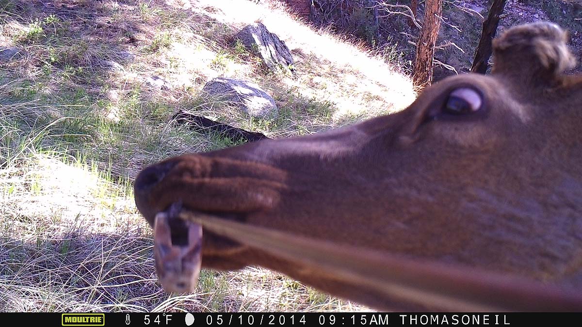 Elk trying to detach Moultrie trailcam from the tree, Wind Cave National Park.  The elk somehow managed to loosen the cable lock.  Click for next photo.