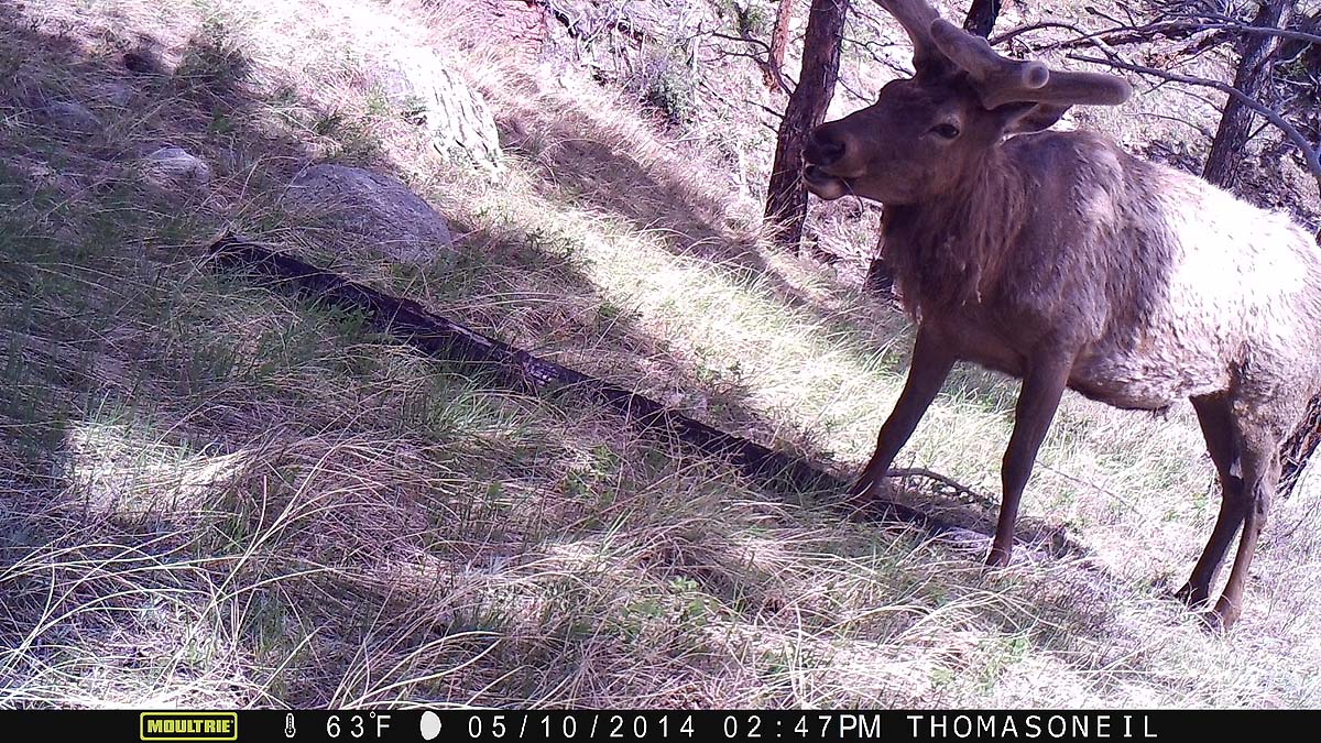 Elk on Moultrie trailcam, Wind Cave National Park.  Click for next photo.