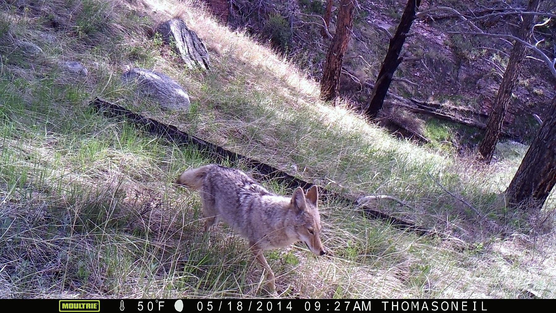 Coyote on Moultrie trailcam, Wind Cave National Park.