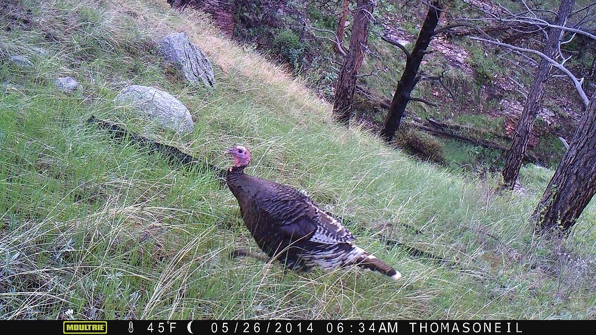 Turkey on Moultrie trailcam, Wind Cave National Park.