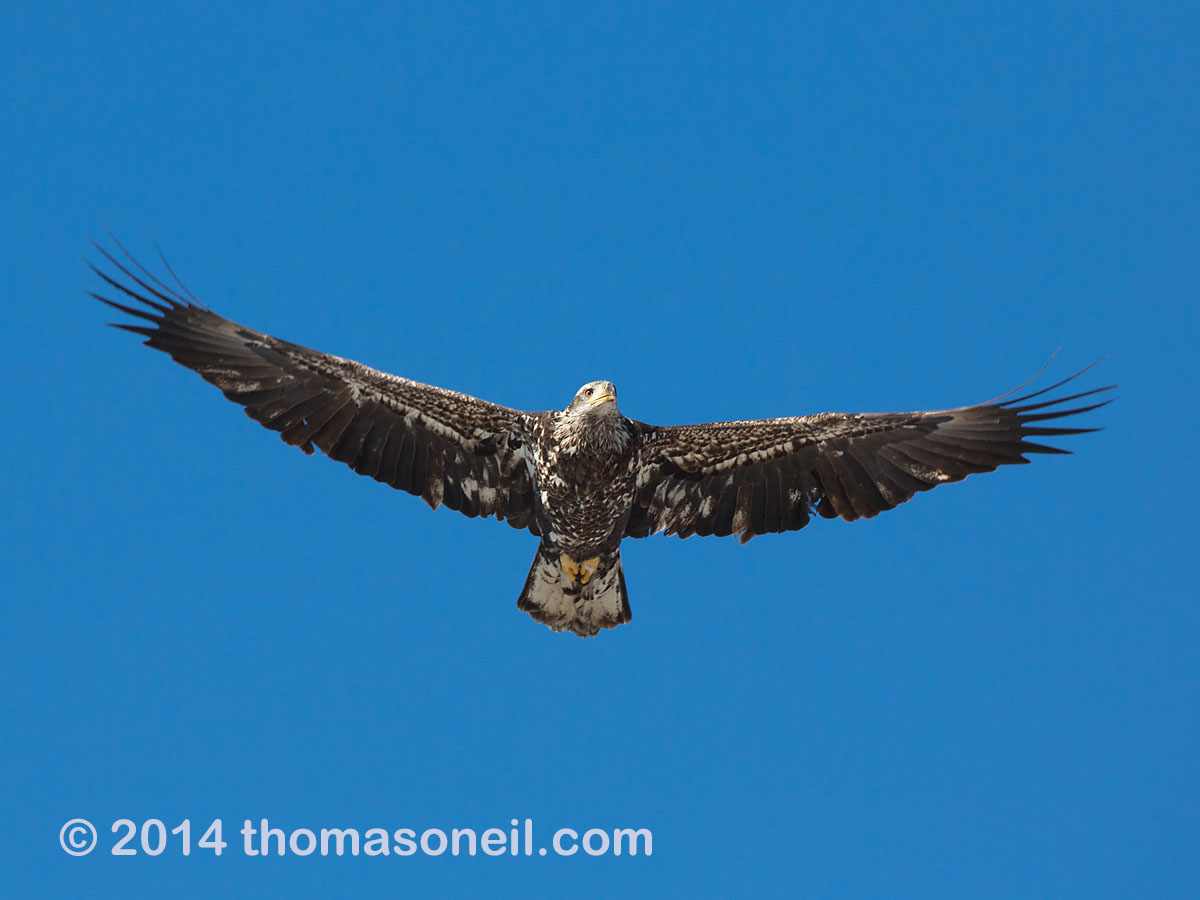 Bald eagle (juvenile), Lock and Dam 18 on the Mississippi River in Illinois, January 2014.  Click for next photo.
