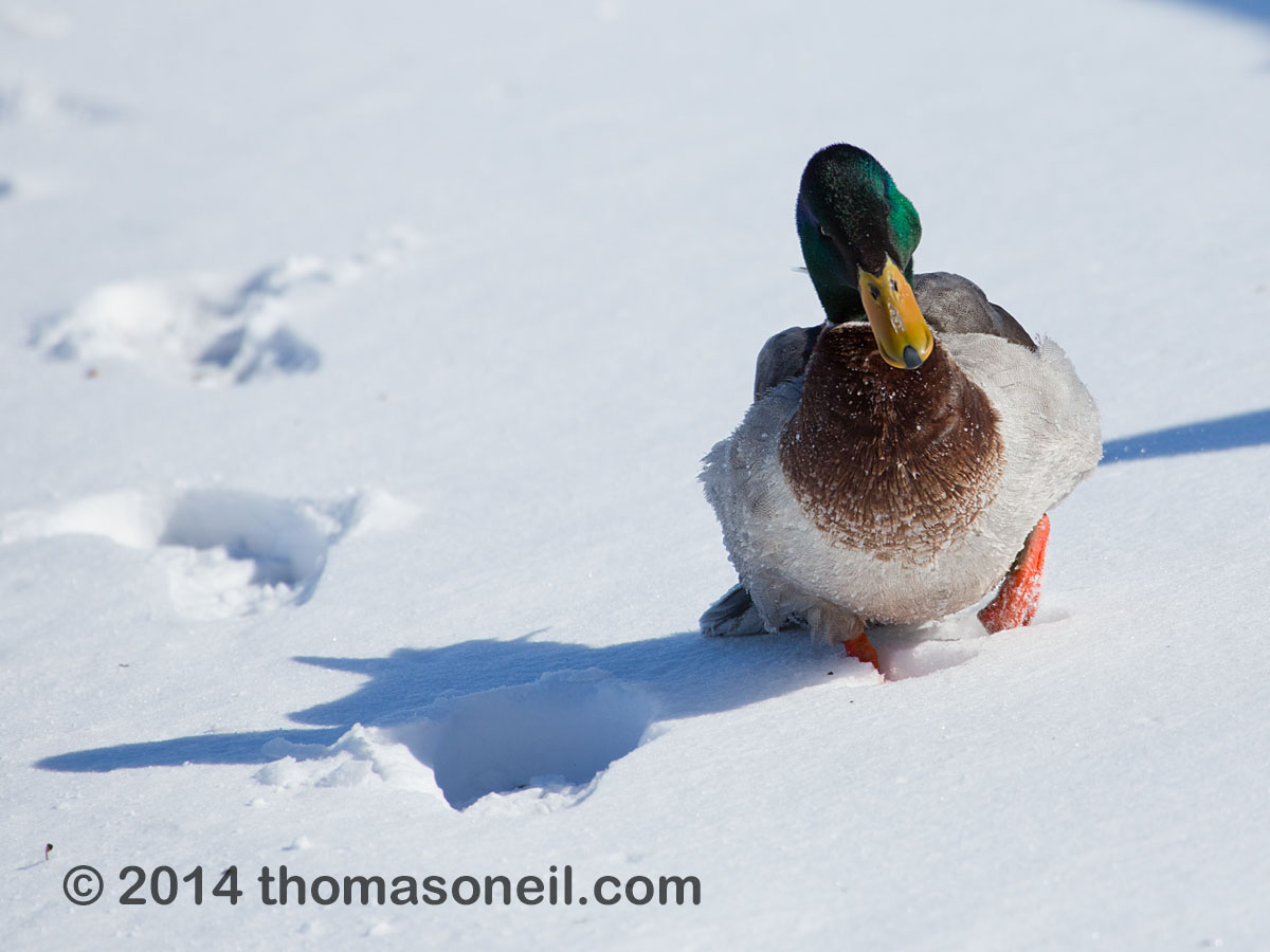Duck struggling through the snow, Arrowhead Park, Sioux Falls.  Click for next photo.